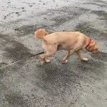 大狗跟小狗一起去玩，没想到小狗却想遛大狗，这画风笑喷了！