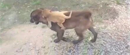 散步遇到空降小猴子，暖心汪居然直接背它去警局：叔叔，它迷路了！