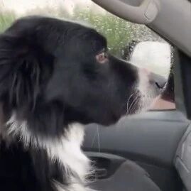 外面下着雨，边牧在车里一脸忧心忡忡的望着，好担心！