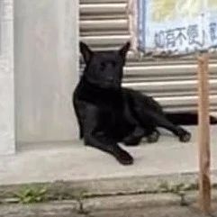 外卖地址备注三只狗狗，小哥到了一看：幸好不是晚上送!