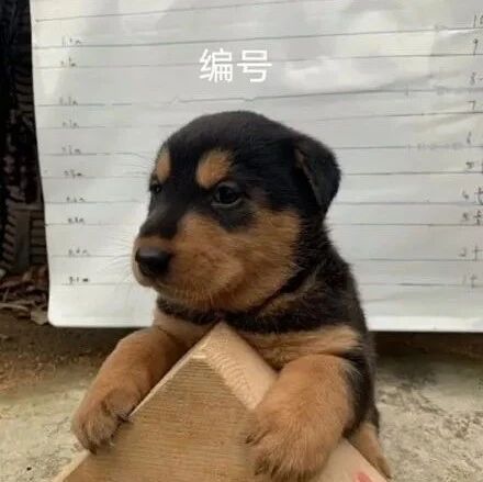 小狗偷吃2个鸡蛋，被主人抓到，最后还被关了起来，笑喷了！