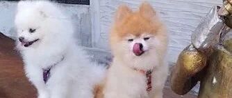 狗狗嘴馋别人手里的冰淇淋，网友一看那个人，却瞬间笑喷了！