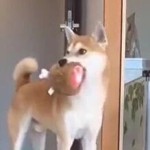 柴犬去捡鸡腿，回来时这小碎步走的，太像一匹马了！