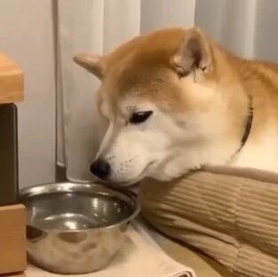 狗子躺在窝里舔着碗里的水，这懒懒的表现，像极了头猪！