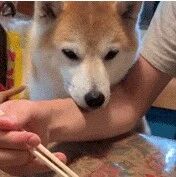 狗子看着主人吃东西，全程眼睛都没离开过东西，馋到流口水！