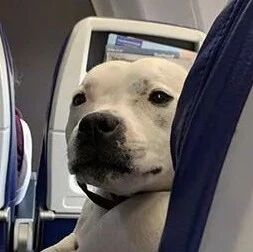 网友坐飞机偶遇狗狗，打完招呼没一会，它就睡成了这样！