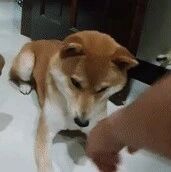 小狗学不会握手，网友请了大狗来示范，效果出奇的好！