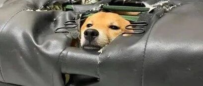 柴犬把沙发挖了个大洞，主人回家一看傻眼：是被二哈传染了吗？