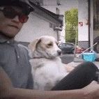 男子带着狗子开卡丁车，还让它控制方向盘，结果它的表情好拽！