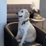 主人想跟狗狗玩消失游戏，结果下一秒发生的事情，让狗都傻眼了！