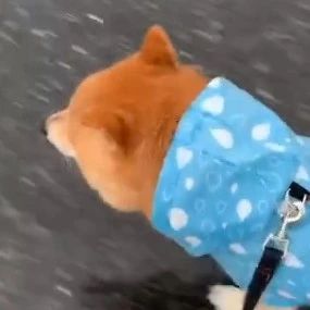 柴犬穿着雨衣在路上跑，这小碎步走得都快飞起来了，哈哈！