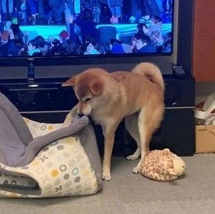 主人给柴犬买了一个新的窝  结果它的举动，让人忍不住想笑出声！