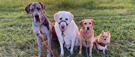 狗子仅用十个月就长成一只巨汪，主人晒出前后对比照，网友都看呆了！