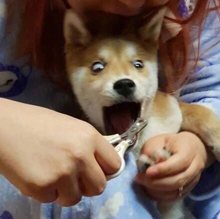 主人帮柴犬剪指甲，结果还没剪下去，它马上戏精上身，笑喷了！