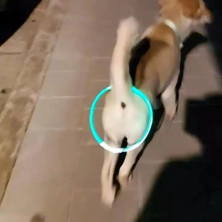 发光项圈买太大，网友拿来给狗子做尾灯，总感觉有点怪怪的！