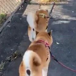 主人带3只柴犬散步，结果走到一半，其中一只竟然不知觉插队！