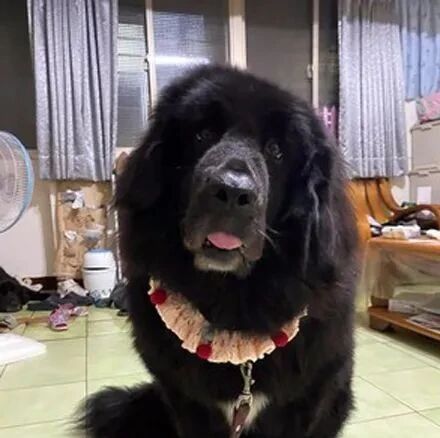 大狗玩得浑身是泥，网友打电话去预约洗澡，美容师沉默半天：好！