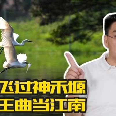 大雁飞过神禾塬 错把王曲当江南
