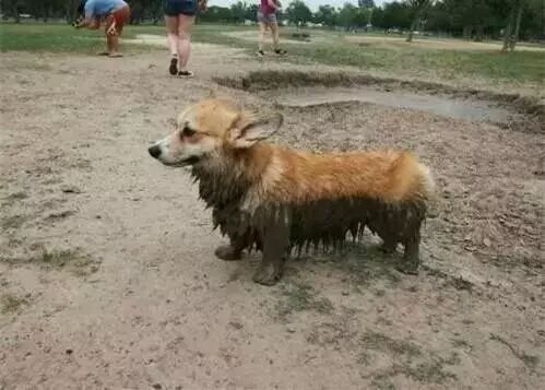 有生之年一定要养只柯基，就算家被拆光也要养！