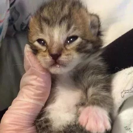 低 体温 猫