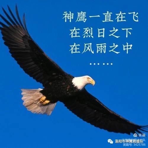 神鹰一直在飞……