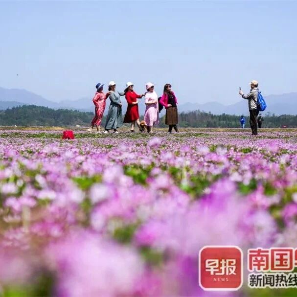 南国早报 订阅素材文章列表 微信头条新闻公众号文章收集网