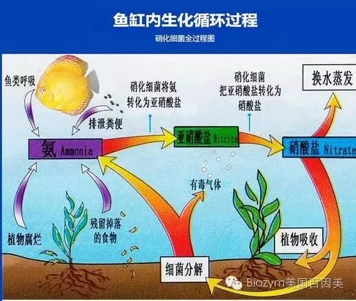 了解硝化細(xì)菌的誤區(qū)嗎？ 硝化細(xì)菌 第1張