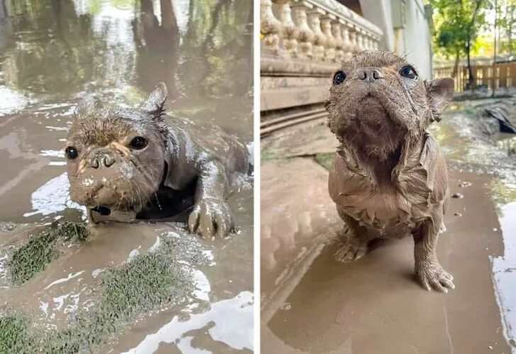 我家的宠物是逗比，你家的呢？