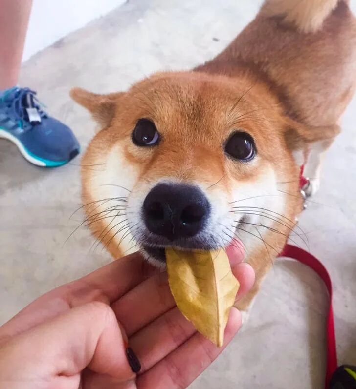 拥有一只粘人的狗狗是一种什么样的体验呢