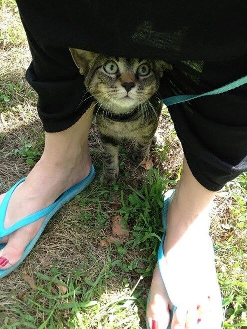 家养宠物猫第一次出门的反应，太有趣了