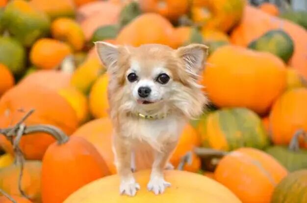 统治着一片南瓜地的宠物们