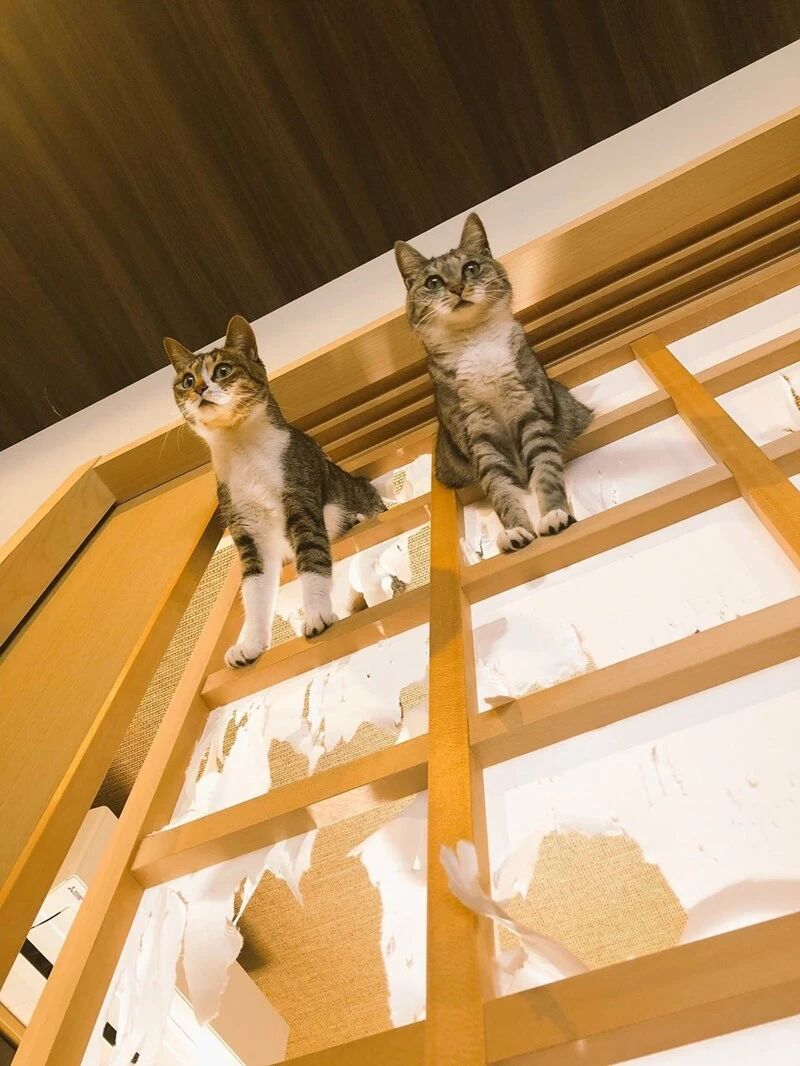 喜欢在纸质滑动门上玩耍可爱喵星人