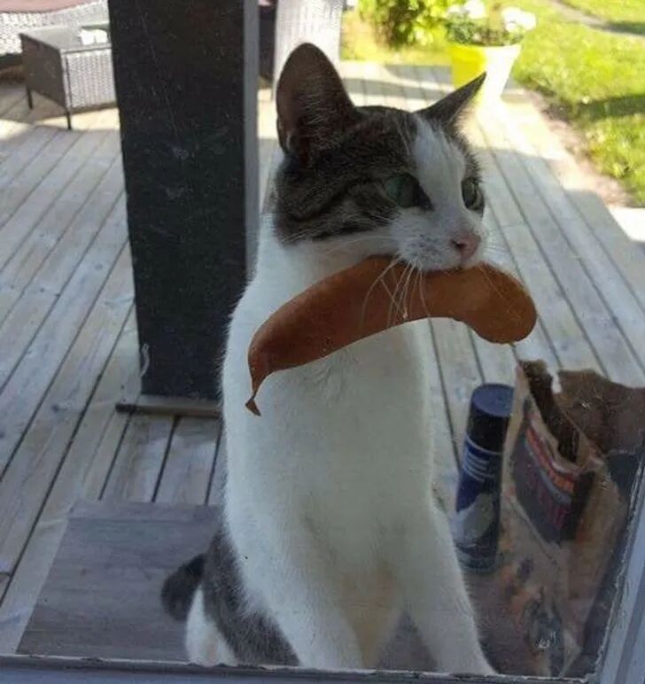 这些厚颜无耻的萌宠们