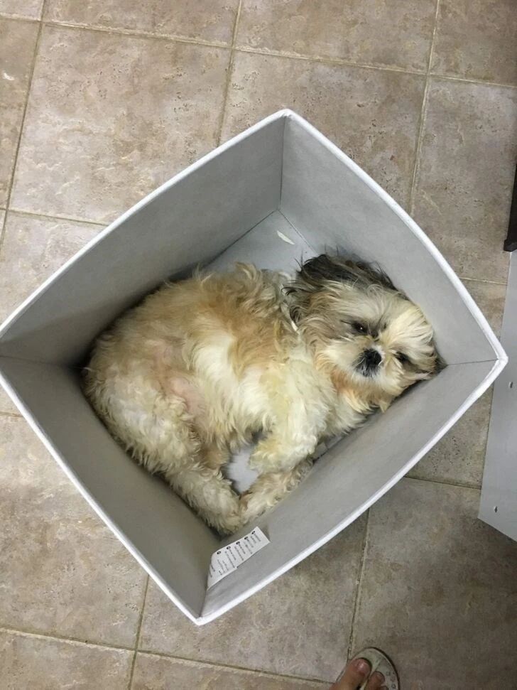 这些汪怎么喵里喵气的