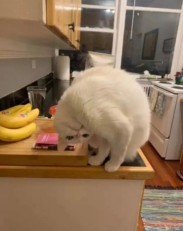 喵星人那些匪夷所思的瞬间