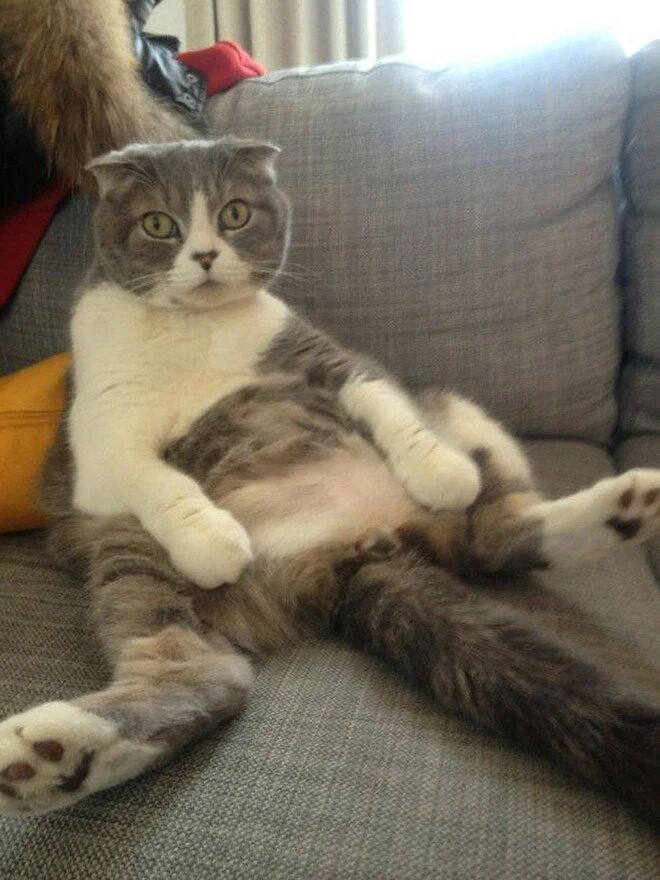 像人类一样坐着休息的喵星人