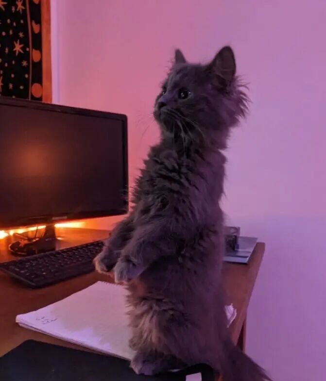 站立起来的喵星人