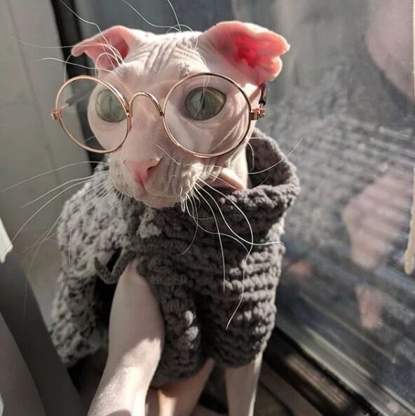 戴眼镜的可爱喵星人，酷酷的！