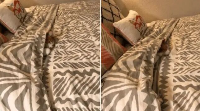 天冷了，喵星人都开始裹毯子了