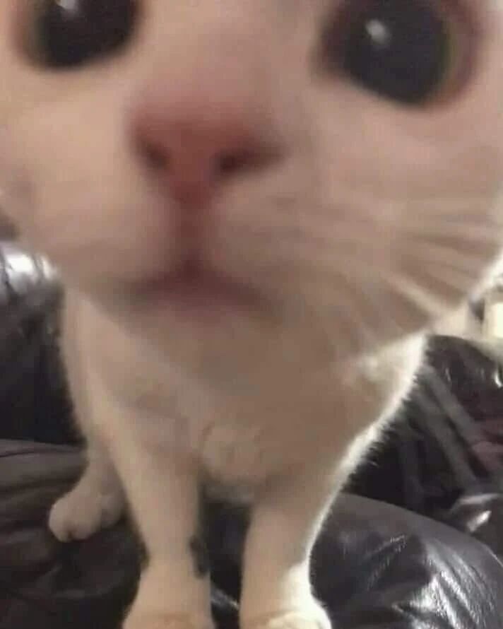 当好奇的喵星人刚好嗅探你的镜头