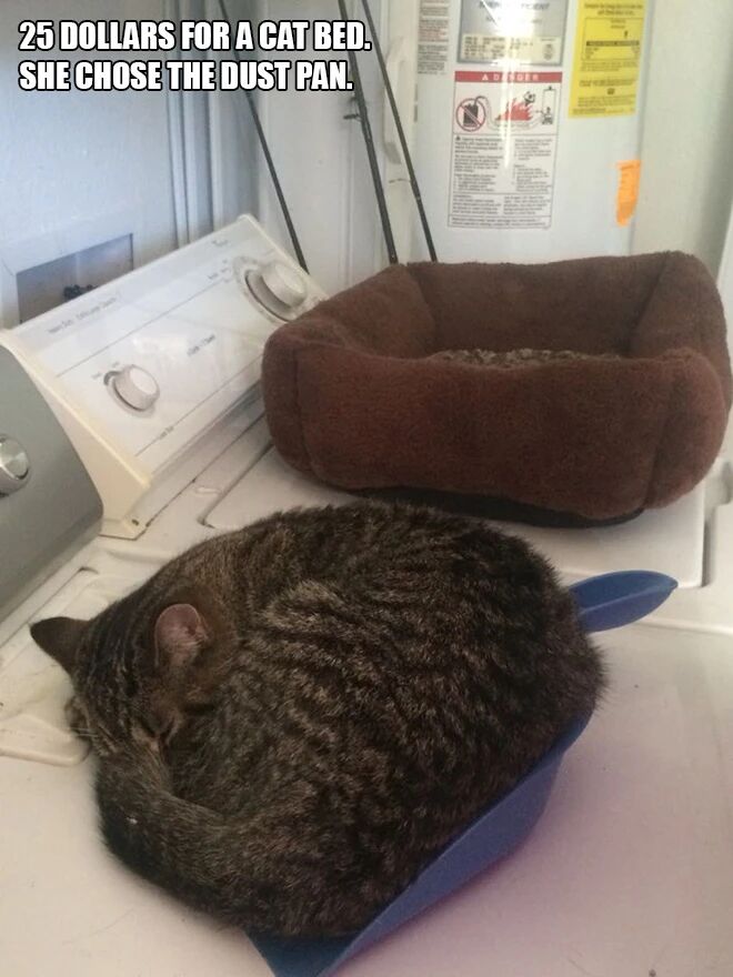 铲屎官为猫咪们精心挑选的礼物，然而它们可能并不喜欢