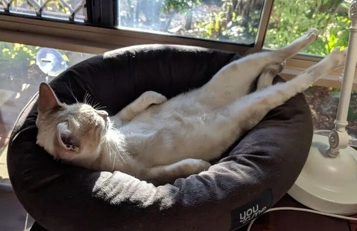 喜欢晒太阳的萌宠们