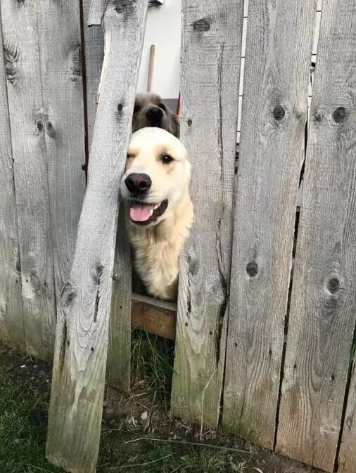 无论什么样的栅栏，都拦不住狗狗们的热情