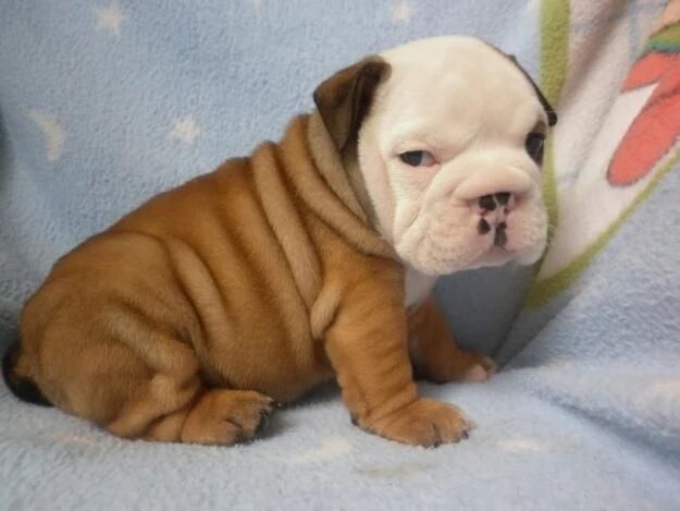 一身褶皱的可爱狗狗们