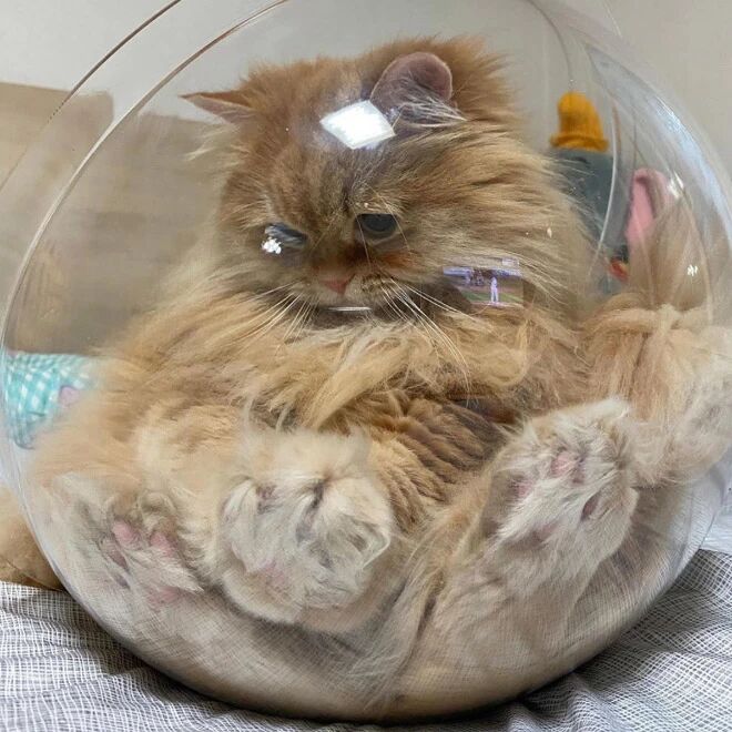 玻璃碗里的可爱喵星人