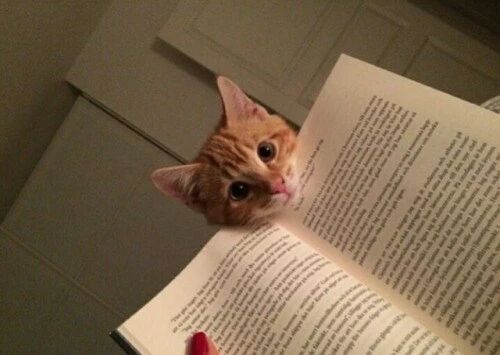 书上的猫咪们是最可爱的书签