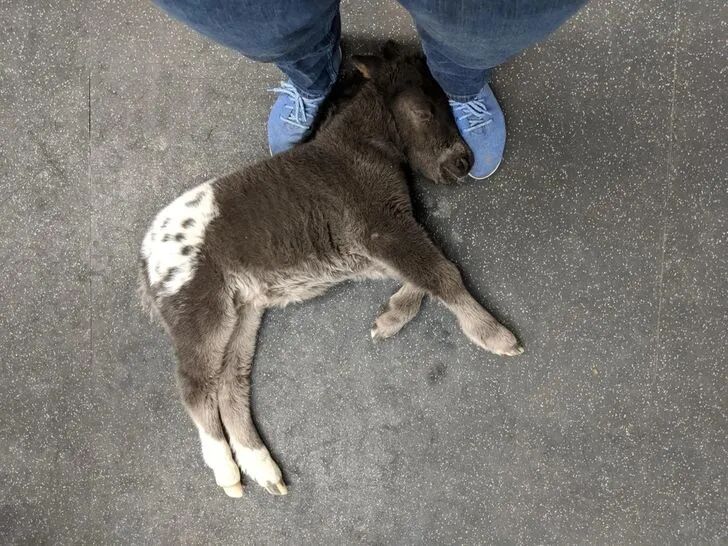 在任何地方都能小睡一会儿的动物们