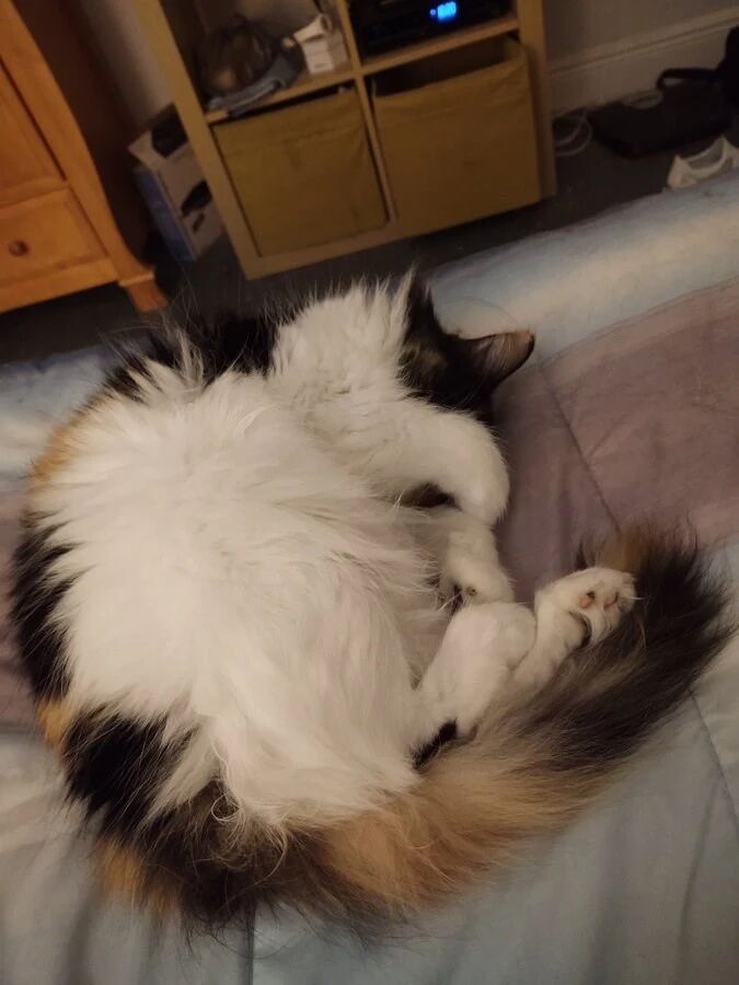 用爪子遮住脸睡觉的可爱猫咪们