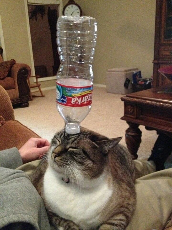 定力十足的喵星人，被铲屎官玩坏了