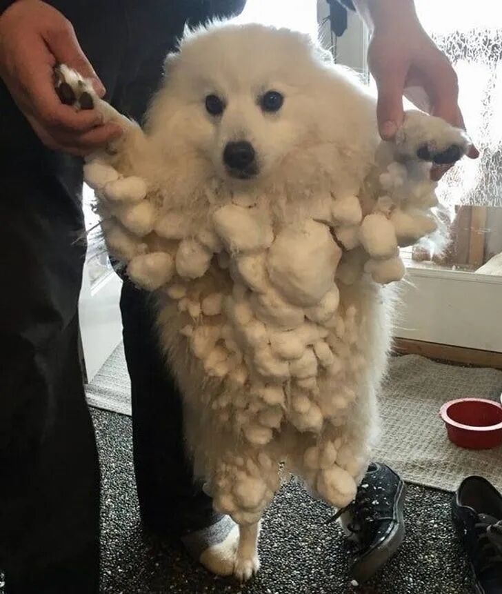 面对下雪的宠物们，各种有趣的反应